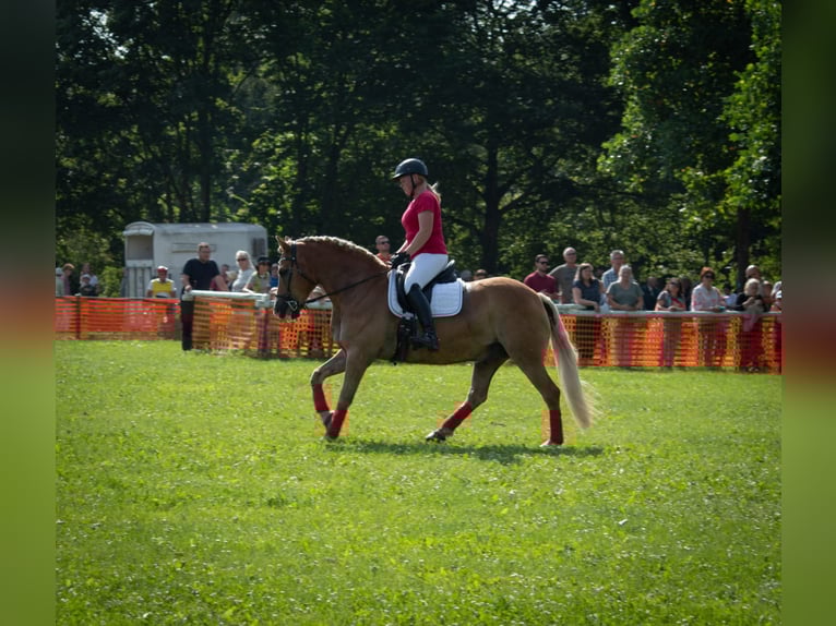 Haflinger Wallach 19 Jahre 152 cm Fuchs in Weiterstadt