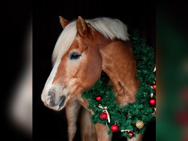 Haflinger Wallach 19 Jahre 152 cm Fuchs in Weiterstadt