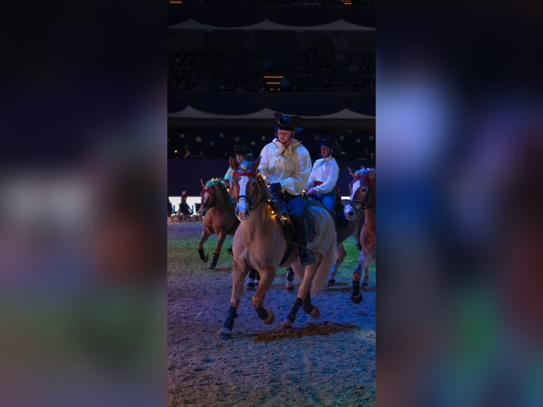 Haflinger Wallach 19 Jahre 152 cm Fuchs in Weiterstadt