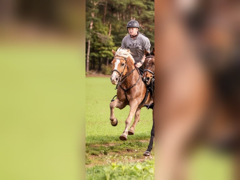 Haflinger Wallach 19 Jahre 152 cm Fuchs in Weiterstadt