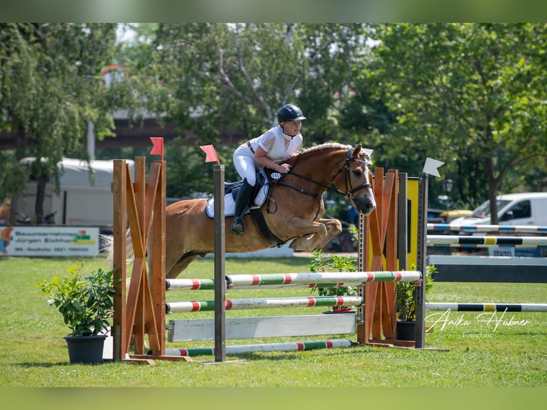 Haflinger Wallach 19 Jahre 152 cm Fuchs in Weiterstadt