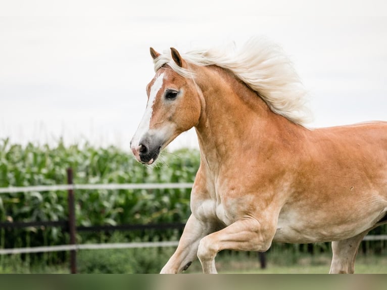 Haflinger Wallach 19 Jahre in Telgte