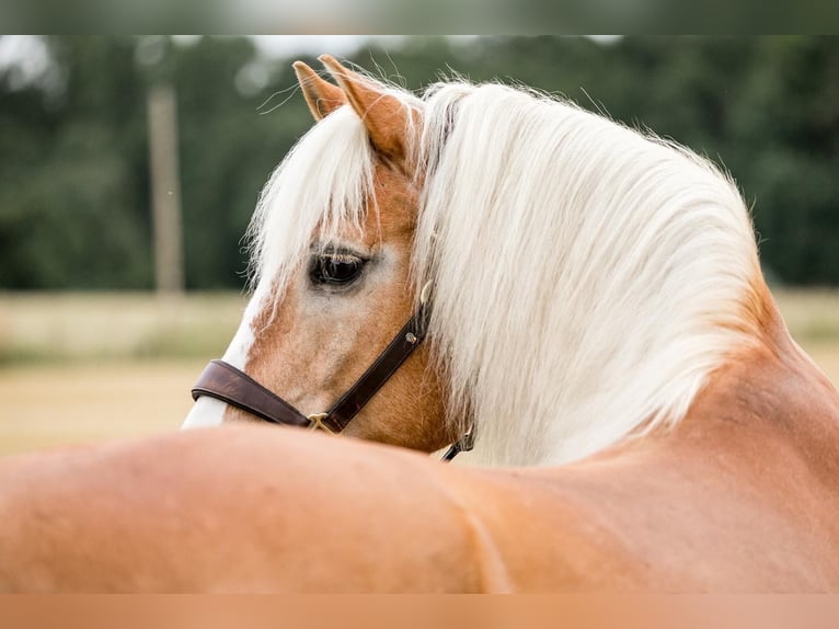 Haflinger Wallach 19 Jahre in Telgte