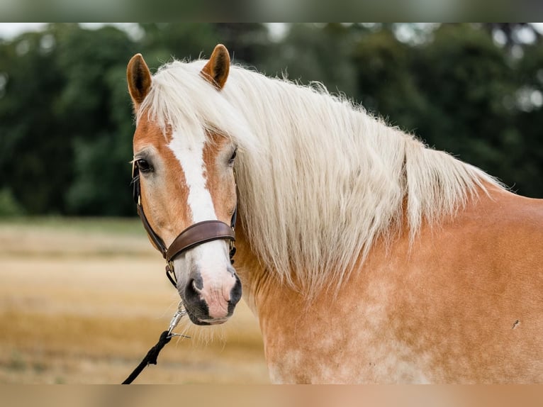 Haflinger Wallach 19 Jahre in Telgte