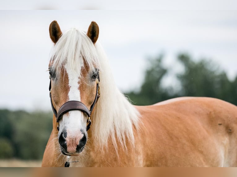 Haflinger Wallach 19 Jahre in Telgte