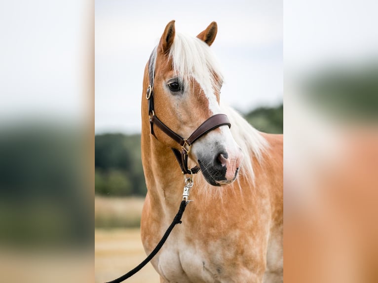 Haflinger Wallach 19 Jahre in Telgte