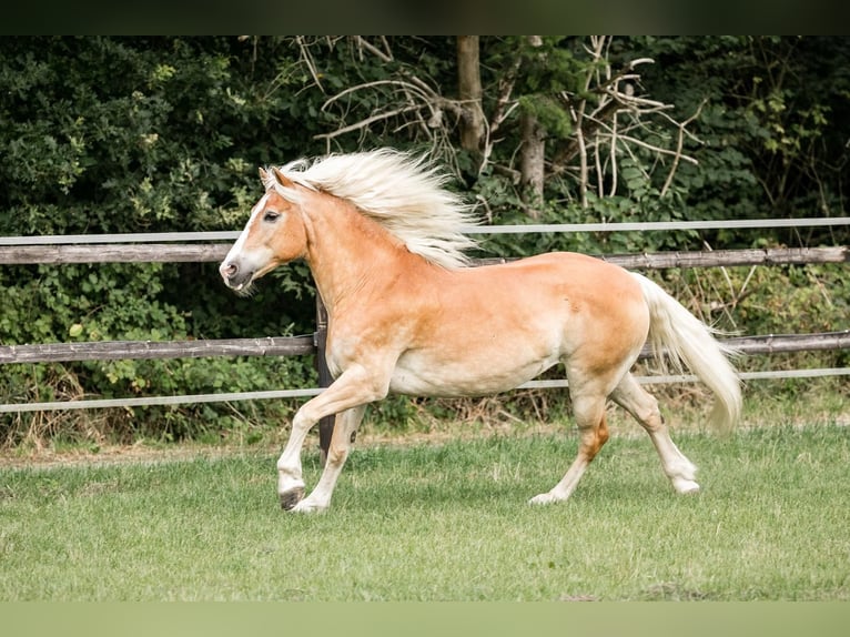 Haflinger Wallach 19 Jahre in Telgte