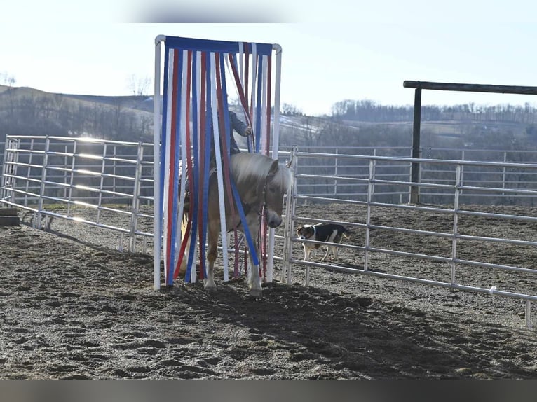 Haflinger Wallach 19 Jahre in Millersburg OH