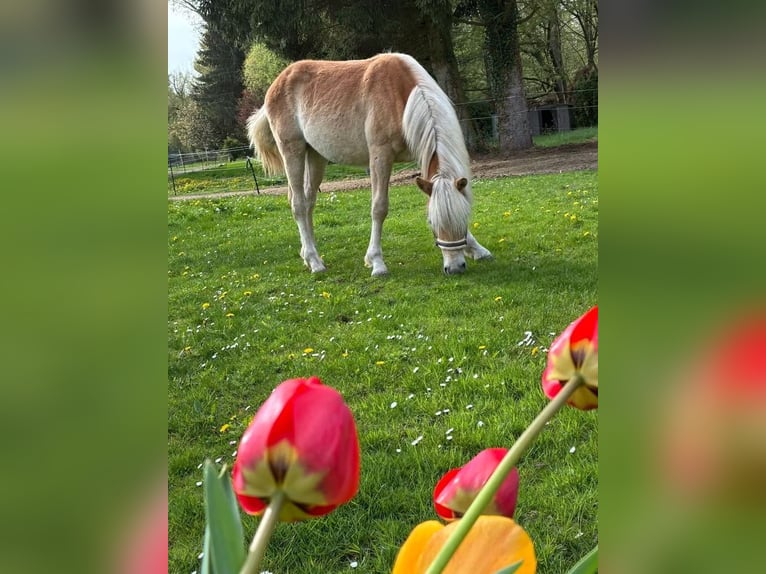Haflinger Wallach 1 Jahr 140 cm Fuchs in Hattorf am Harz