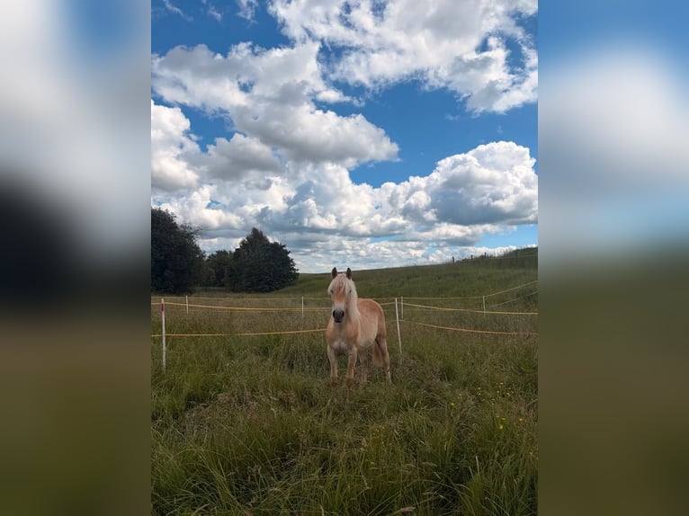Haflinger Wallach 1 Jahr 140 cm Fuchs in Hattorf am Harz