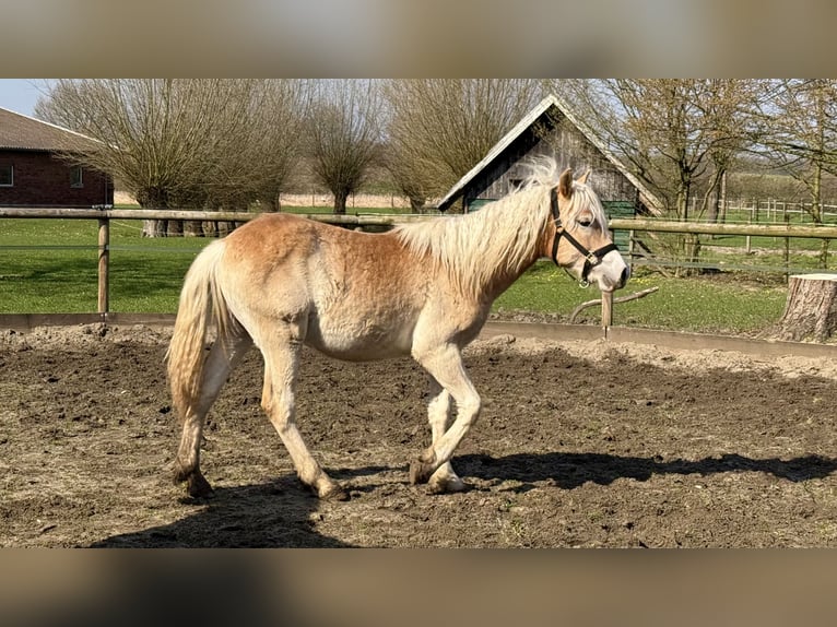 Haflinger Wallach 1 Jahr 145 cm Fuchs in Drensteinfurt - Rinkerode