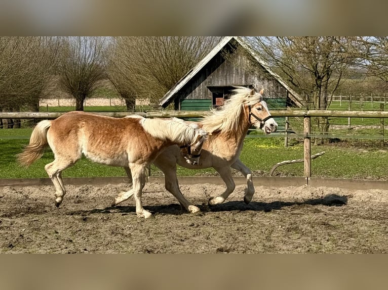 Haflinger Wallach 1 Jahr 145 cm Fuchs in Drensteinfurt - Rinkerode