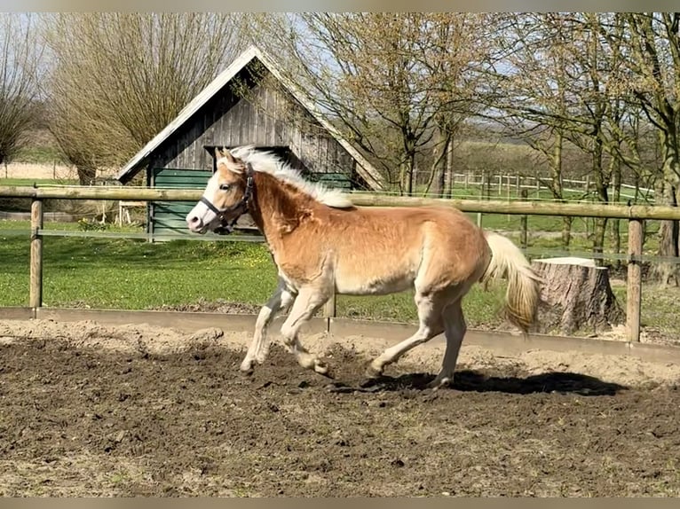Haflinger Wallach 1 Jahr 145 cm Fuchs in Drensteinfurt