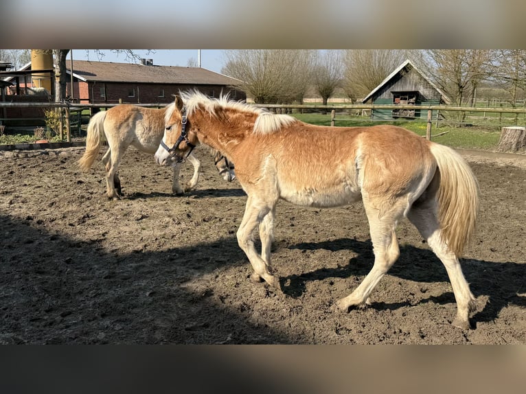 Haflinger Wallach 1 Jahr 145 cm Fuchs in Drensteinfurt