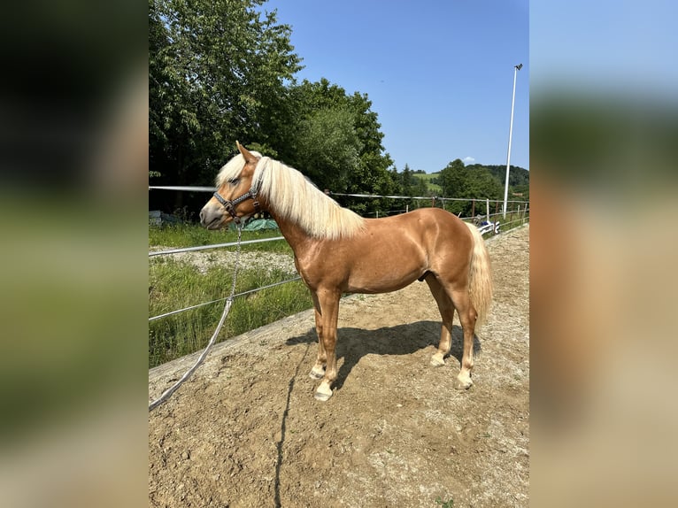 Haflinger Wallach 1 Jahr 145 cm Fuchs in Neukirchen bei Sulzbach-Rosenberg
