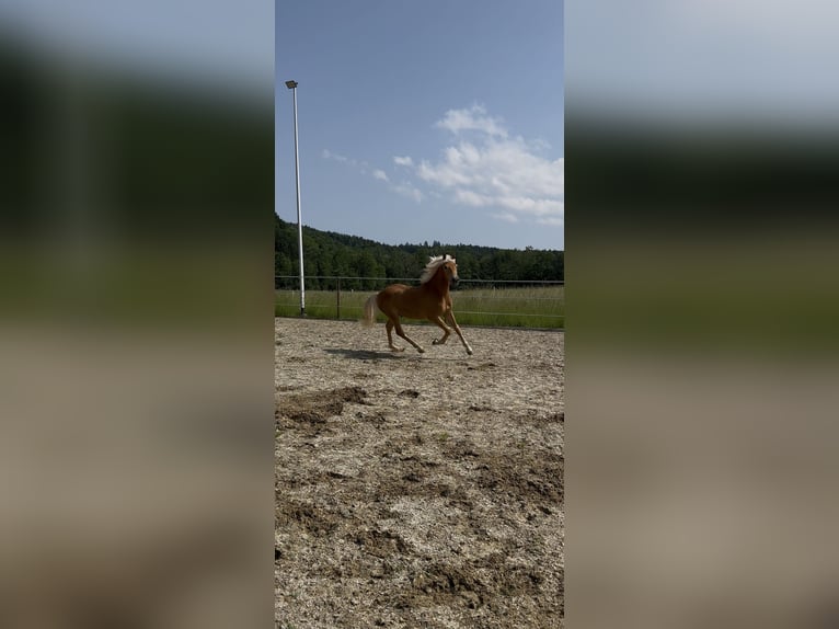 Haflinger Wallach 1 Jahr 145 cm Fuchs in Neukirchen bei Sulzbach-Rosenberg