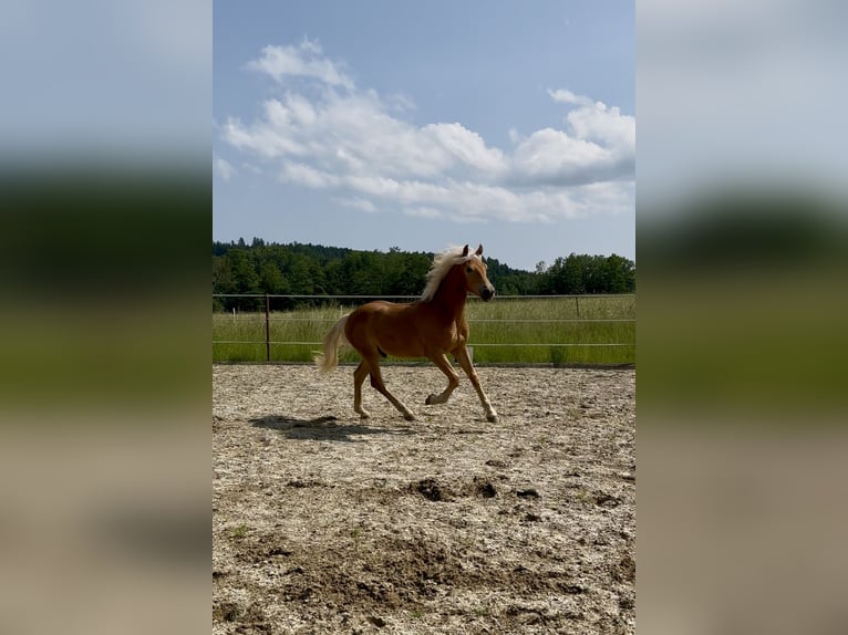 Haflinger Wallach 1 Jahr 145 cm Fuchs in Neukirchen bei Sulzbach-Rosenberg