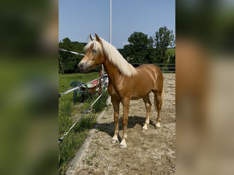 Haflinger Wallach 1 Jahr 145 cm Fuchs in Neukirchen bei Sulzbach-Rosenberg