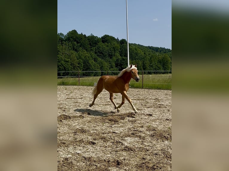 Haflinger Wallach 1 Jahr 145 cm Fuchs in Neukirchen bei Sulzbach-Rosenberg