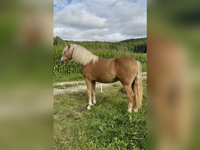 Haflinger Wallach 1 Jahr 145 cm Fuchs in Neukirchen bei Sulzbach-Rosenberg