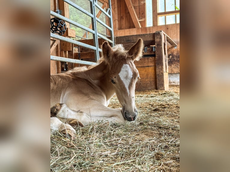 Haflinger Wallach 1 Jahr 150 cm  in Brand