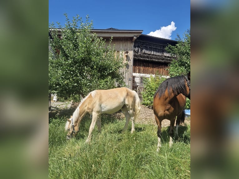 Haflinger Wallach 1 Jahr 150 cm  in Brand