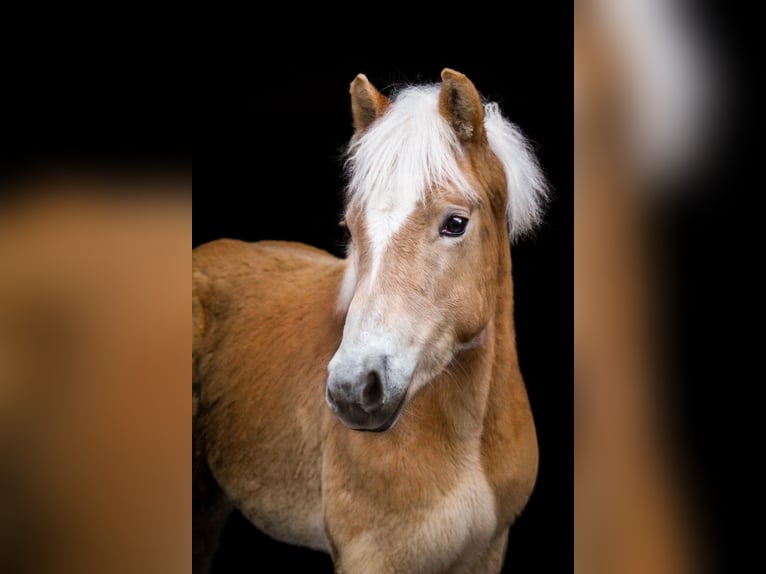 Haflinger Wallach 1 Jahr 150 cm  in Brand