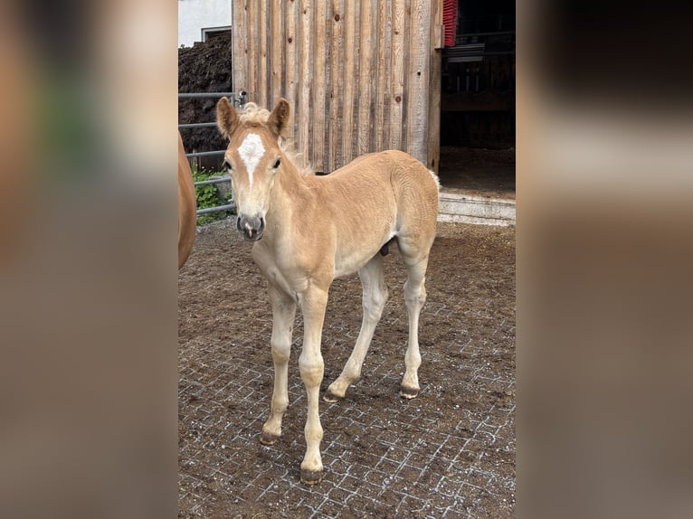 Haflinger Wallach 1 Jahr 150 cm  in Brand