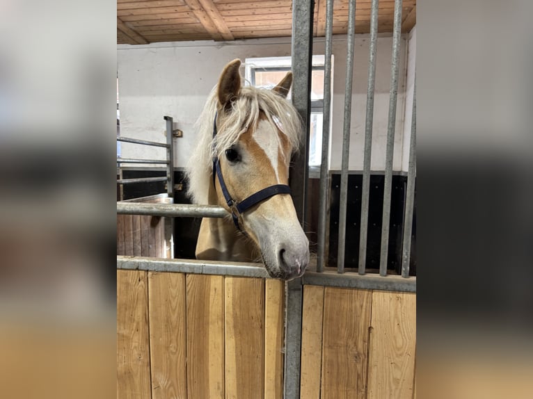 Haflinger Wallach 1 Jahr 150 cm  in Brand