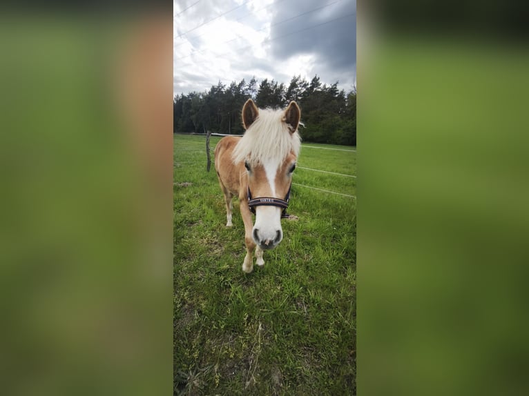 Haflinger Wallach 1 Jahr 150 cm Fuchs in Eystrup