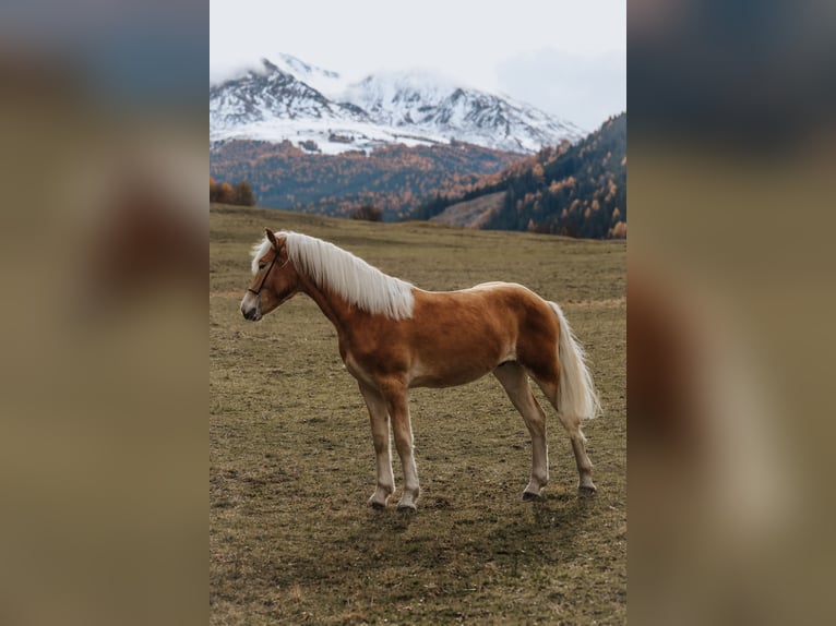 Haflinger Wallach 1 Jahr 151 cm Fuchs in Nauders