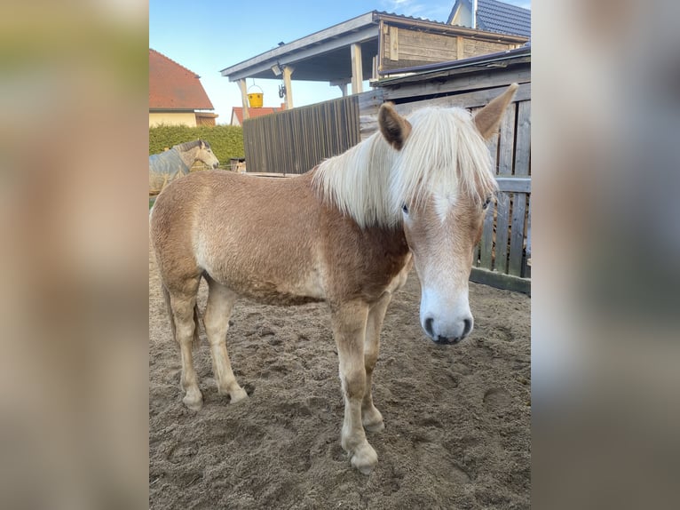 Haflinger Wallach 1 Jahr 154 cm Fuchs in Borna