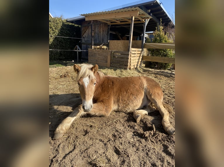 Haflinger Wallach 1 Jahr 154 cm Fuchs in Borna