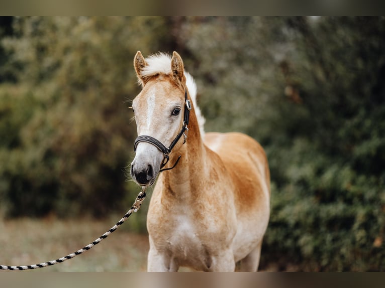 Haflinger Wallach 1 Jahr 155 cm Fuchs in Trebbin