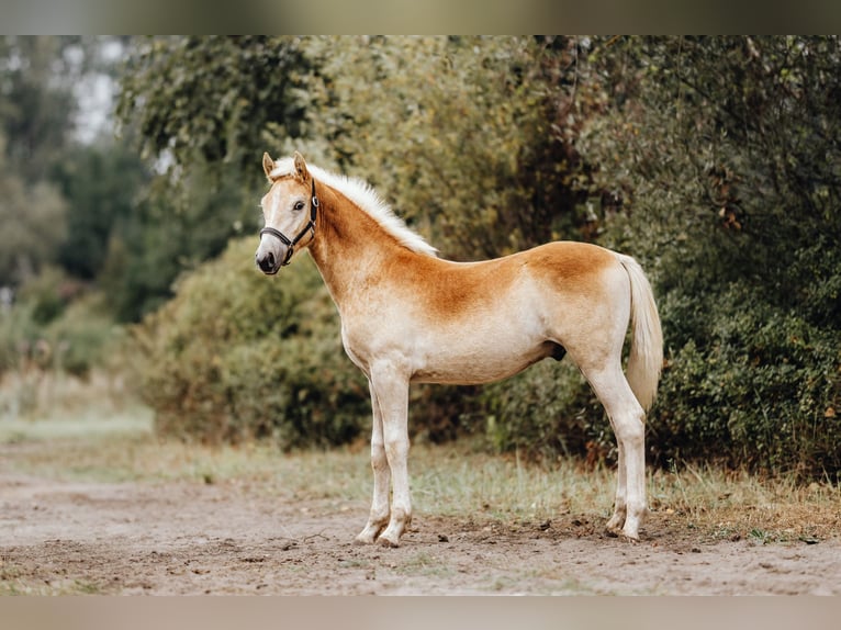 Haflinger Wallach 1 Jahr 155 cm Fuchs in Trebbin