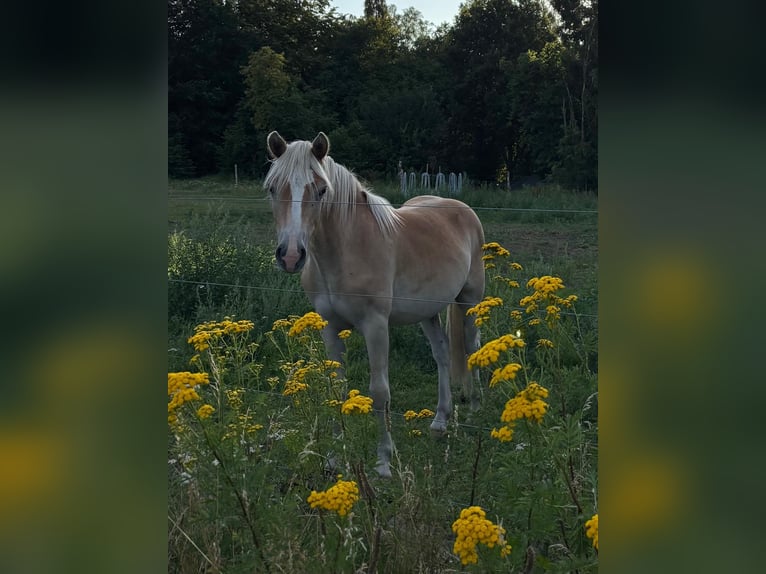 Haflinger Wallach 1 Jahr Fuchs in Schönewörde