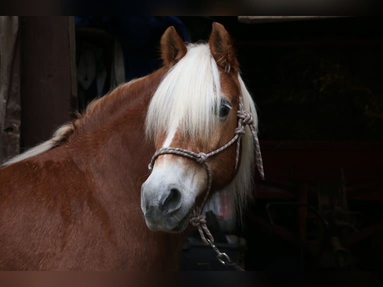 Haflinger Wallach 20 Jahre 140 cm Fuchs in Haina (Kloster)