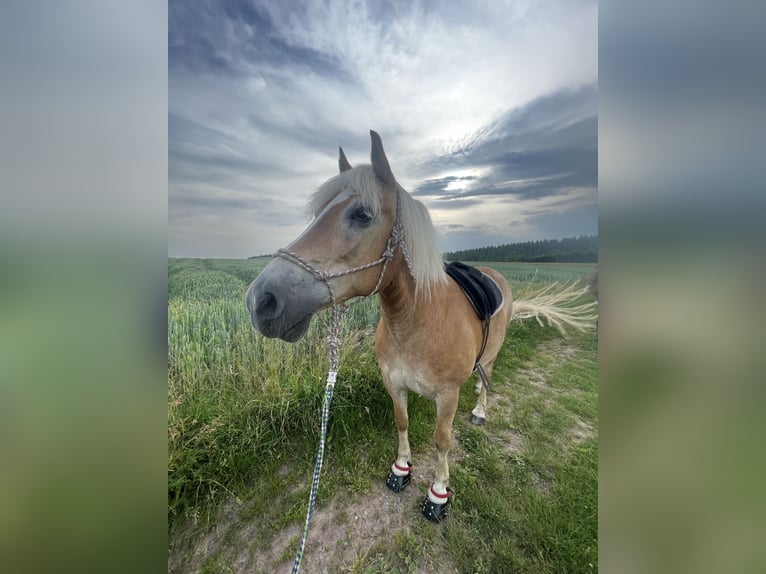 Haflinger Wallach 20 Jahre 140 cm Fuchs in Haina (Kloster)