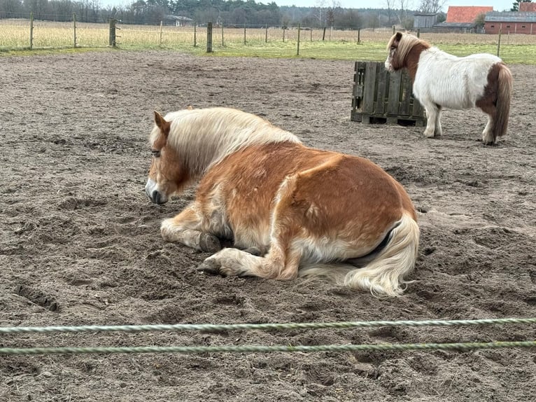 Haflinger Wallach 20 Jahre 145 cm Fuchs in Rheine