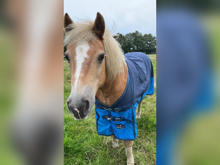 Haflinger Wallach 20 Jahre 145 cm Fuchs in Rheine