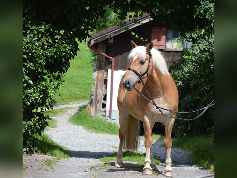 Haflinger Wallach 20 Jahre 147 cm Fuchs in Oberreute