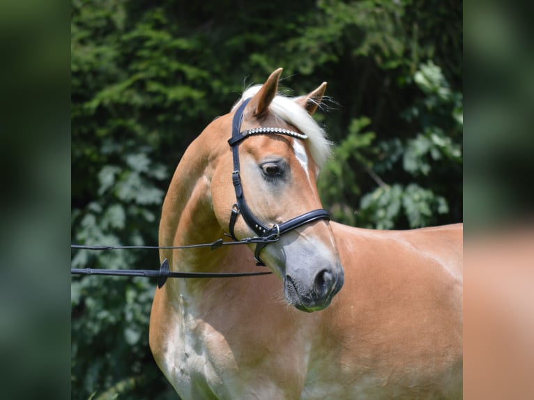 Haflinger Wallach 20 Jahre 147 cm Fuchs in Oberreute