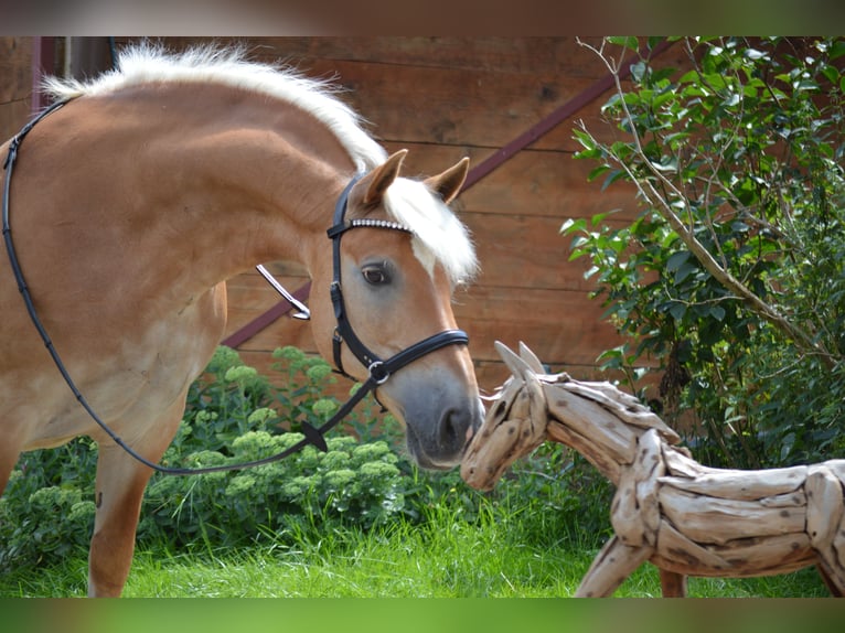 Haflinger Wallach 20 Jahre 147 cm Fuchs in Oberreute