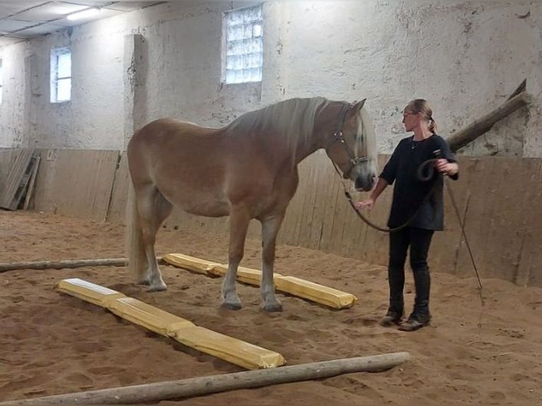 Haflinger Wallach 20 Jahre 150 cm Fuchs in S&#xFC;derholz