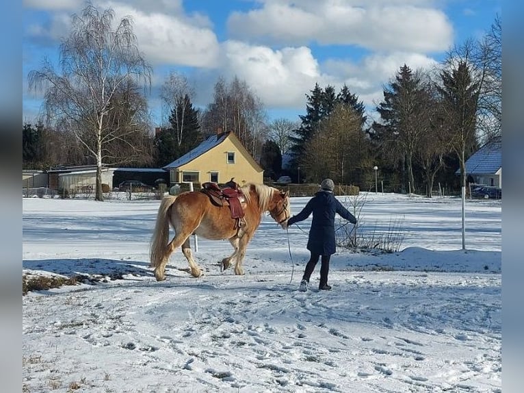 Haflinger Wallach 20 Jahre 150 cm Fuchs in S&#xFC;derholz