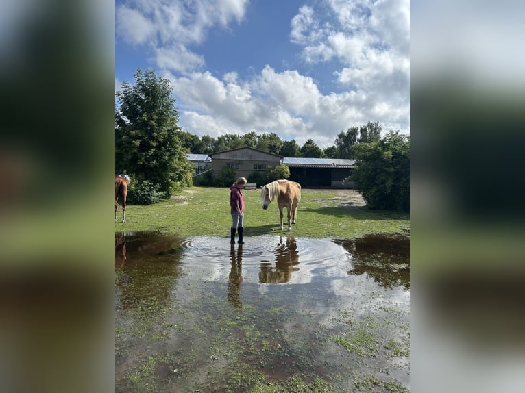 Haflinger Wallach 20 Jahre 150 cm Fuchs in S&#xFC;derholz