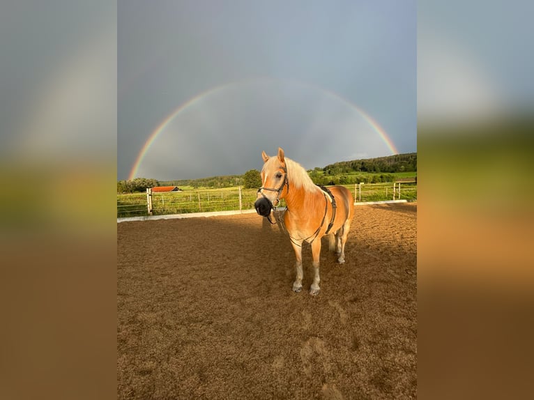 Haflinger Wallach 20 Jahre 154 cm in Gilching