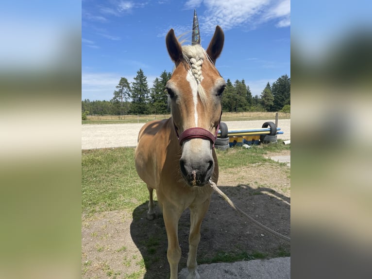 Haflinger Wallach 20 Jahre 154 cm in Gilching