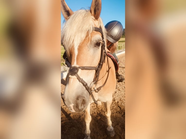 Haflinger Wallach 20 Jahre 154 cm in Gilching