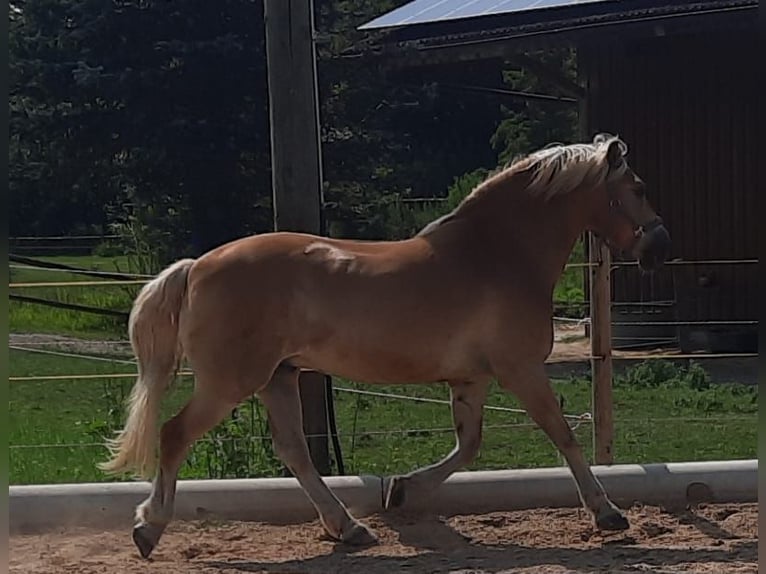 Haflinger Wallach 20 Jahre 154 cm in Gilching